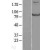 Western Blot: STAT1 Lysate [NBL1-16524] - Western Blot experiments. 
Left-Control; Right -Over-expression Lysate for STAT1